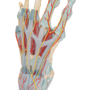Model de schelet de mână cu ligamente/mușchi - 3B Smart Anatomy