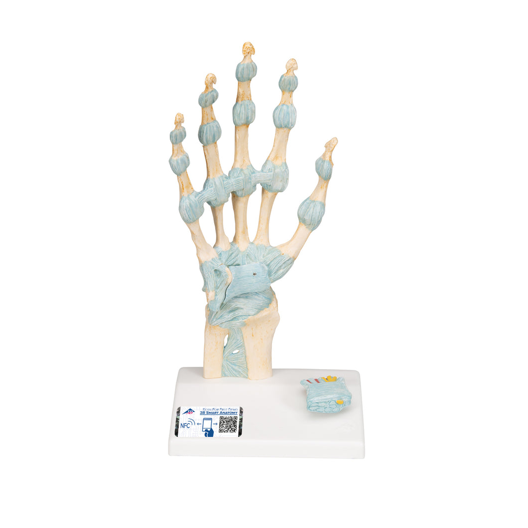 Model de schelet de mână cu ligamente/tunel carpian - 3B Smart Anatomy
