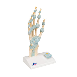 Model de schelet de mână cu ligamente/tunel carpian - 3B Smart Anatomy