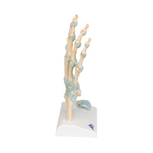 Load image into Gallery viewer, Model de schelet de mână cu ligamente/tunel carpian - 3B Smart Anatomy
