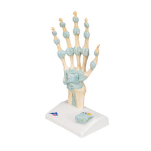 Load image into Gallery viewer, Model de schelet de mână cu ligamente/tunel carpian - 3B Smart Anatomy