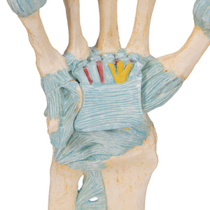 Model de schelet de mână cu ligamente/tunel carpian - 3B Smart Anatomy