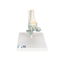 Load image into Gallery viewer, Model de schelet picior cu ligamente - 3B Smart Anatomy