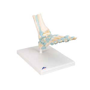 Model de schelet picior cu ligamente - 3B Smart Anatomy