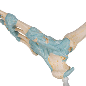 Model de schelet picior cu ligamente - 3B Smart Anatomy