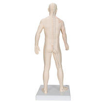 Load image into Gallery viewer, Model de acupunctură, masculin - 3B Smart Anatomy