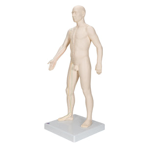 Model de acupunctură, masculin - 3B Smart Anatomy