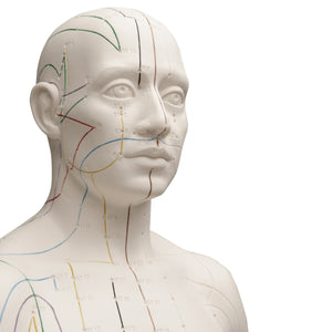 Model de acupunctură, masculin - 3B Smart Anatomy