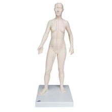 Load image into Gallery viewer, Model de acupunctură, feminin - 3B Smart Anatomy