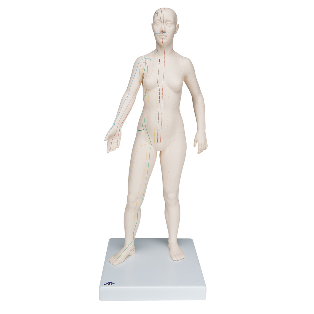 Model de acupunctură, feminin - 3B Smart Anatomy
