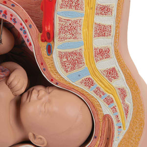 Model de pelvis de sarcină în secțiune mediană cu făt amovibil (40 săptămâni), 3 părți - 3B Smart Anatomy