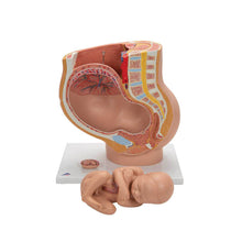 Load image into Gallery viewer, Model de pelvis de sarcină în secțiune mediană cu făt amovibil (40 săptămâni), 3 părți - 3B Smart Anatomy