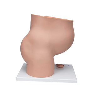 Model de pelvis de sarcină în secțiune mediană cu făt amovibil (40 săptămâni), 3 părți - 3B Smart Anatomy