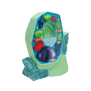 Model de celule vegetale