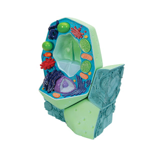 Model de celule vegetale