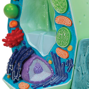 Model de celule vegetale