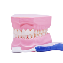 Load image into Gallery viewer, Model demonstraţie periaj dentar + periuţă