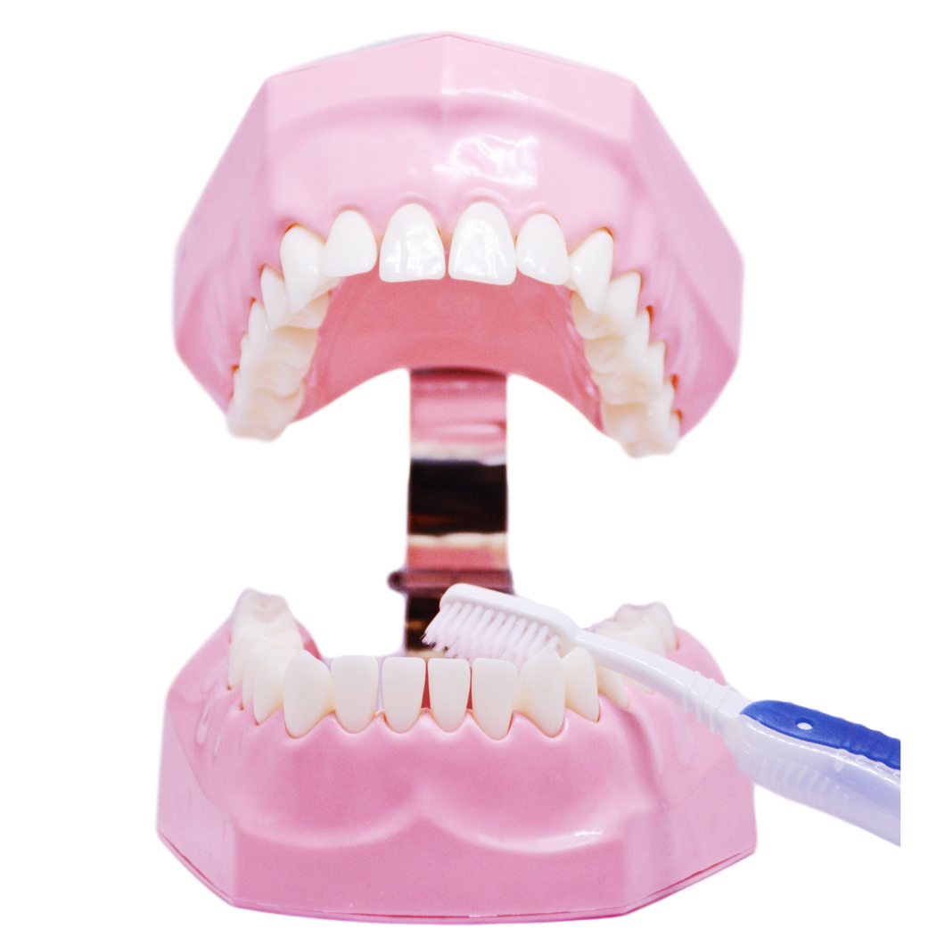 Model demonstraţie periaj dentar + periuţă