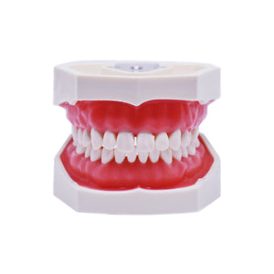 Model cu dinţi detaşabili cu şurub şi gingie fixă moale 8011