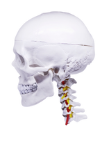 Load image into Gallery viewer, Model pedagogic craniu uman cu coloană cervicală