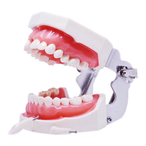 Model cu dinţi detaşabili cu şurub şi gingie fixă moale 8011