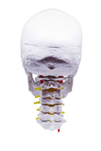 Load image into Gallery viewer, Model pedagogic craniu uman cu coloană cervicală