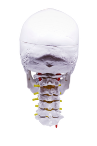 Model pedagogic craniu uman cu coloană cervicală