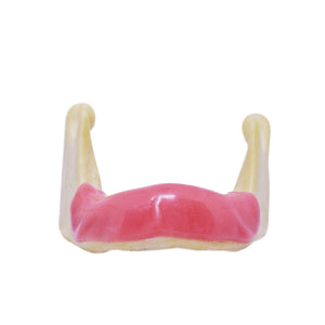 Model mandibulă cu gingie detaşabilă