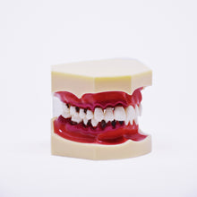 Load image into Gallery viewer, Model boală parodontală