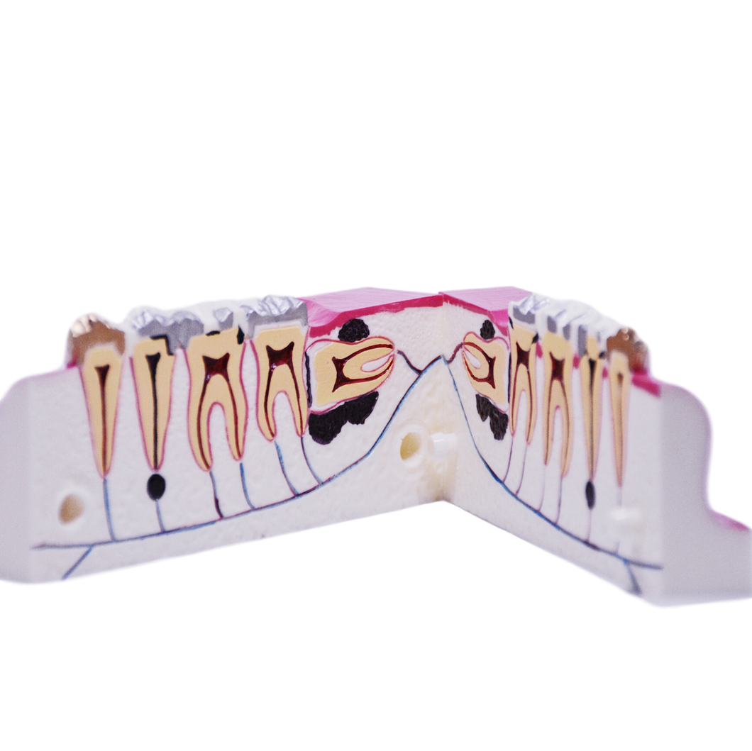 Model secţiune mandibulară zona laterală