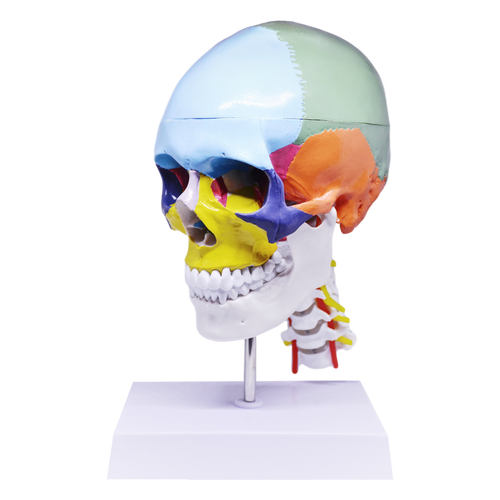 Model pedagogic craniu uman cu oase colorate şi coloană cervicală