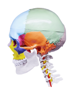 Load image into Gallery viewer, Model pedagogic craniu uman cu oase colorate şi coloană cervicală