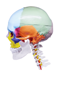 Model pedagogic craniu uman cu oase colorate şi coloană cervicală