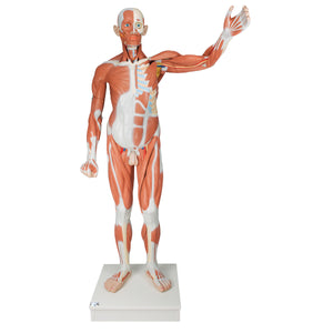 Figura musculară masculină  în mărime naturală, 37 părţi - 3B Smart Anatomy