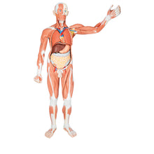 Load image into Gallery viewer, Figura musculară masculină  în mărime naturală, 37 părţi - 3B Smart Anatomy