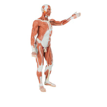 Load image into Gallery viewer, Figura musculară masculină  în mărime naturală, 37 părţi - 3B Smart Anatomy