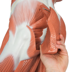 Figura musculară masculină  în mărime naturală, 37 părţi - 3B Smart Anatomy