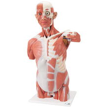 Load image into Gallery viewer, Model de trunchi muscular uman în mărime naturală, 27 părţi - 3B Smart Anatomy