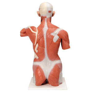 Model de trunchi muscular uman în mărime naturală, 27 părţi - 3B Smart Anatomy
