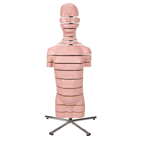 Model de trunchi RMN cu 15 secţiuni transversale - 3B Smart Anatomy