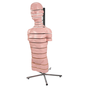 Model de trunchi RMN cu 15 secţiuni transversale - 3B Smart Anatomy
