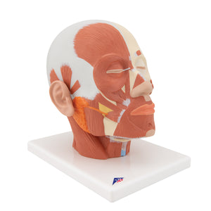 Model de musculatură a capului - 3B Smart Anatomy