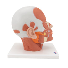 Load image into Gallery viewer, Model de musculatură a capului - 3B Smart Anatomy