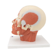 Load image into Gallery viewer, Model de musculatură a capului - 3B Smart Anatomy