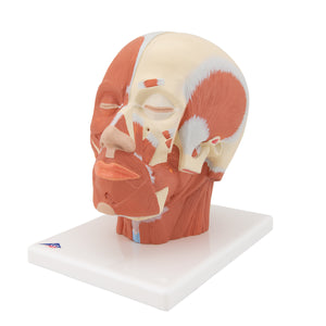Model de musculatură a capului - 3B Smart Anatomy