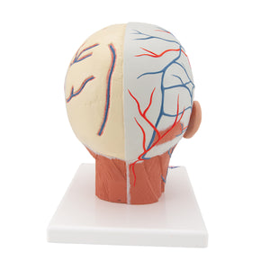 Model de musculatură a capului cu vase de sânge - 3B Smart Anatomy