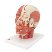 Load image into Gallery viewer, Model de musculatură a capului cu vase de sânge - 3B Smart Anatomy