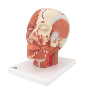 Model de musculatură a capului cu vase de sânge - 3B Smart Anatomy