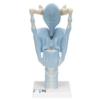 Load image into Gallery viewer, Model funcţional de laringe uman, de 3 ori la dimensiune completă - 3B Smart Anatomy