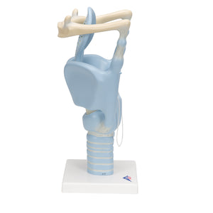 Model funcţional de laringe uman, de 3 ori la dimensiune completă - 3B Smart Anatomy